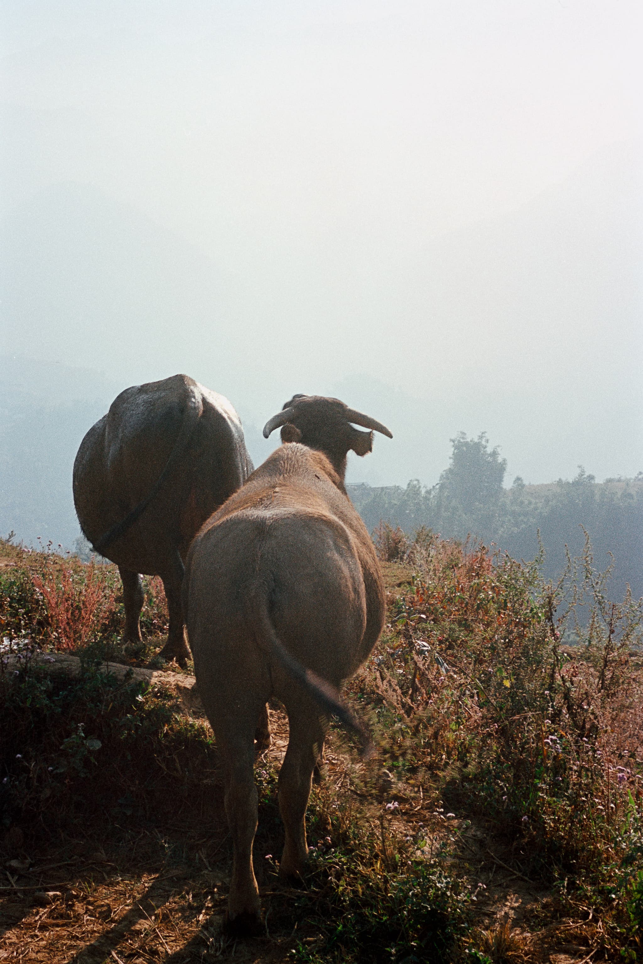 2022 Vietnam photo 31