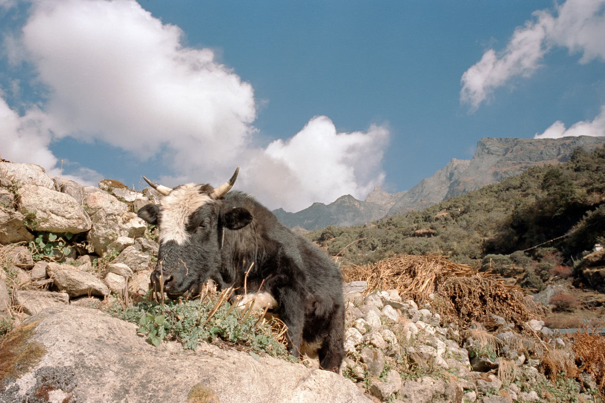 2023 Nepal photo 108