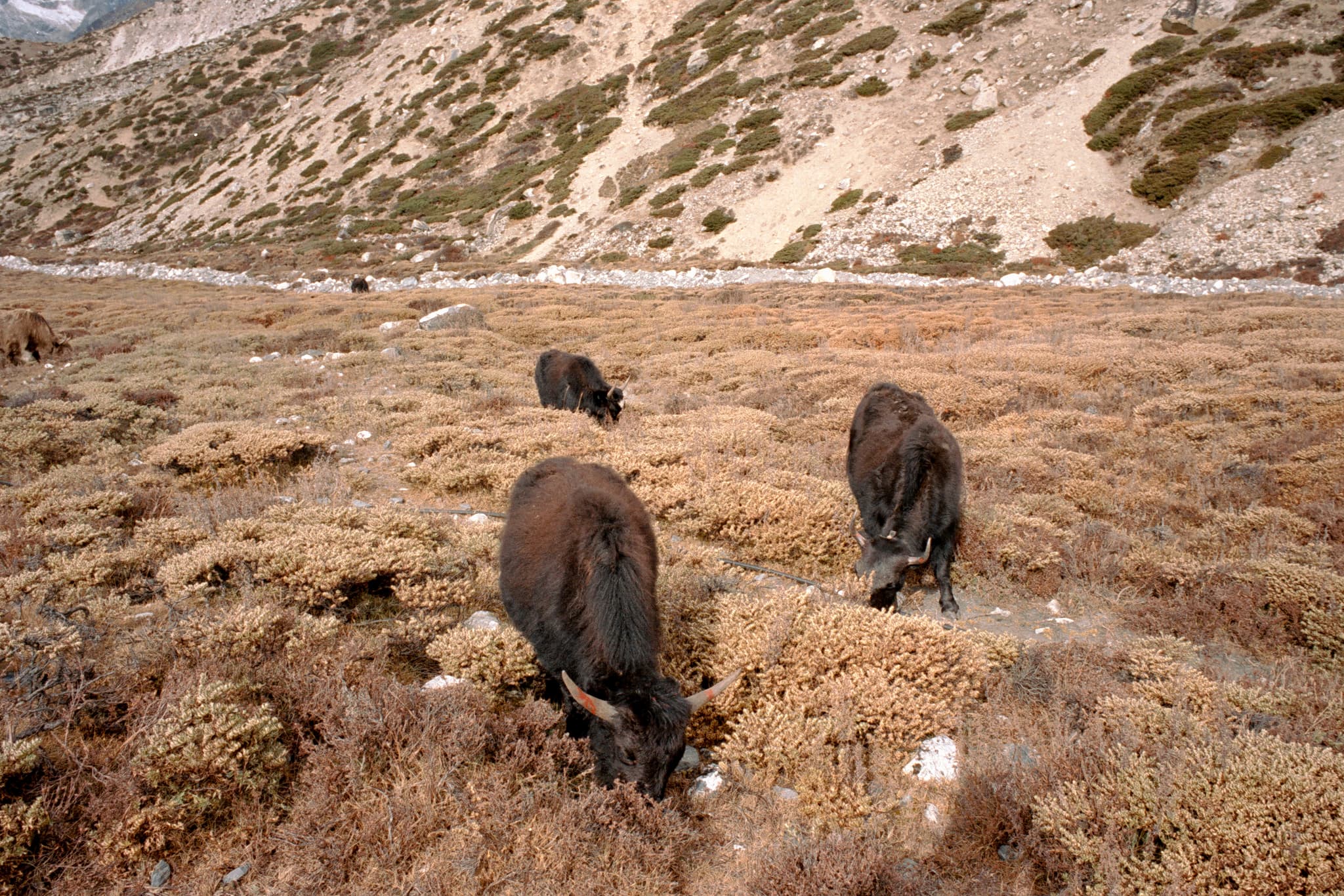 2023 Nepal photo 155